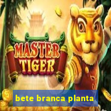 bete branca planta